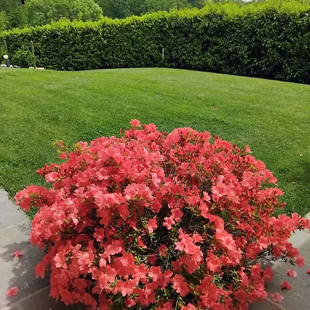 Starsbox Le Moline * Masserano